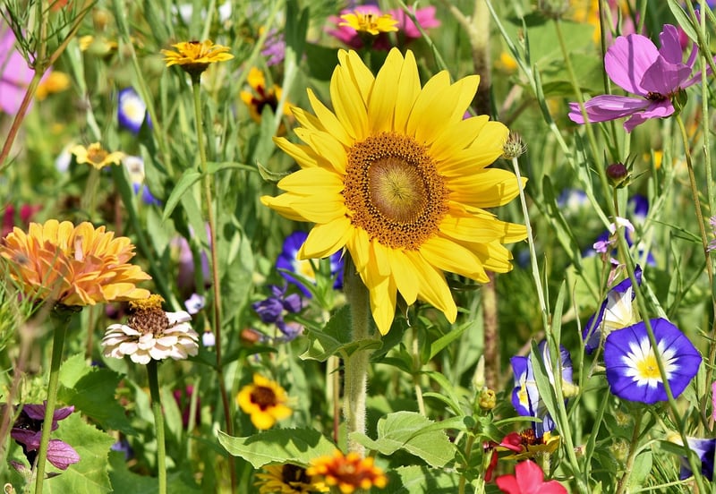 Eco-Friendly Gardening